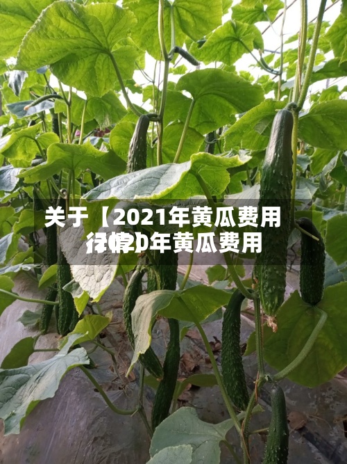 关于【2021年黄瓜费用,2020年黄瓜费用行情】-第3张图片