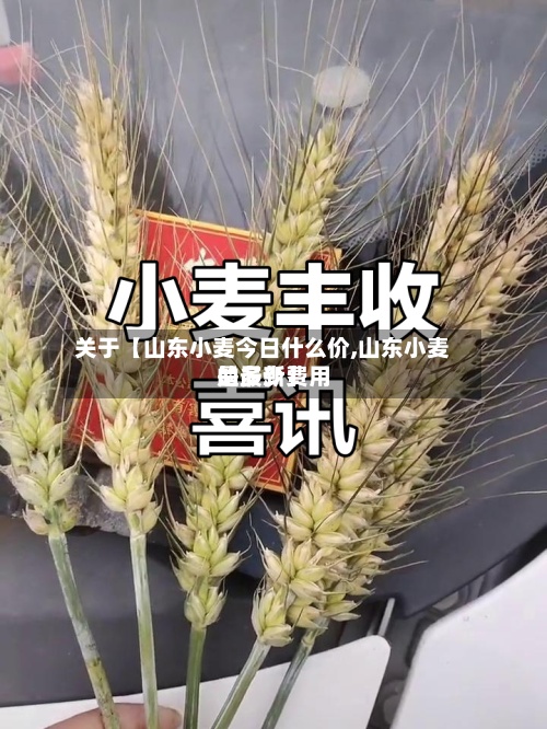 关于【山东小麦今日什么价,山东小麦的最新费用是多少】-第3张图片