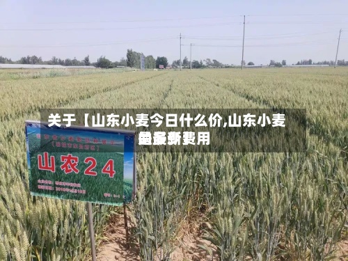关于【山东小麦今日什么价,山东小麦的最新费用是多少】-第2张图片