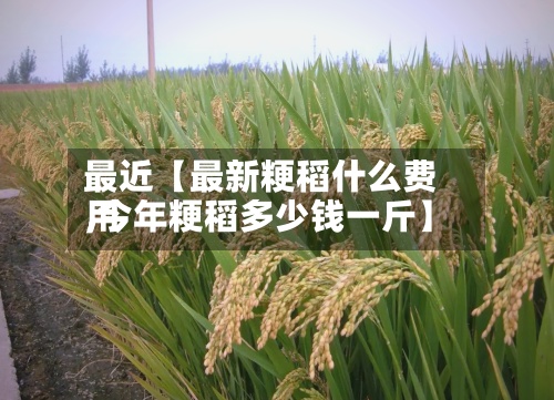 最近【最新粳稻什么费用,今年粳稻多少钱一斤】-第2张图片