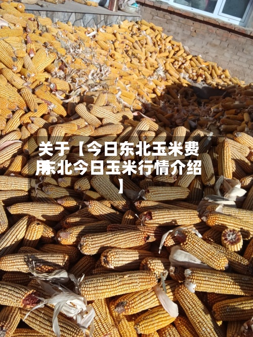 关于【今日东北玉米费用,东北今日玉米行情介绍】