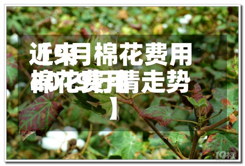 近来【9月棉花费用棉花费用2019行情走势】