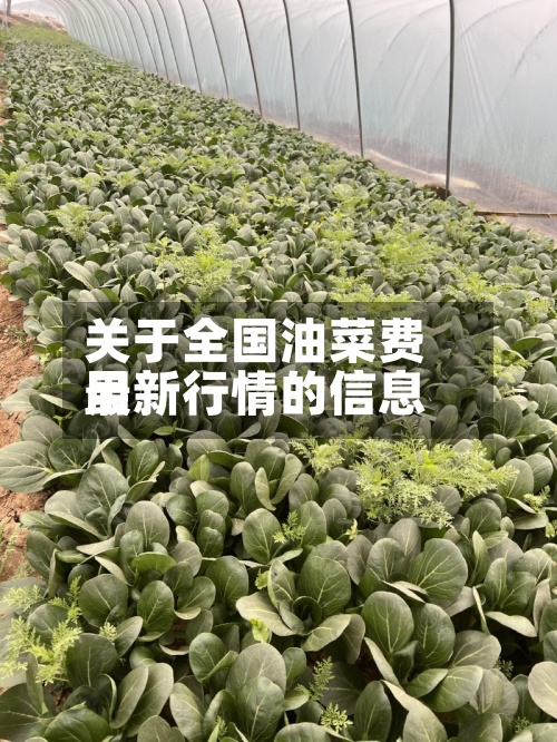 关于全国油菜费用最新行情的信息