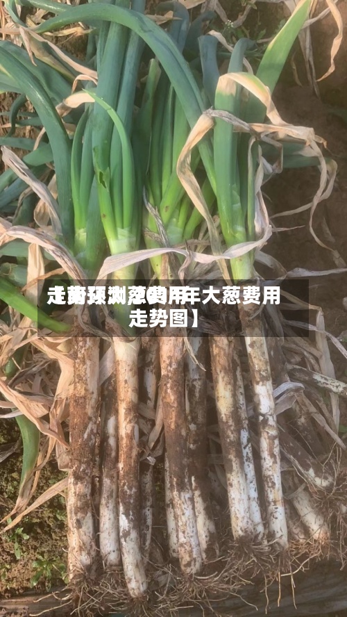 【南环大葱费用走势预测,2014年大葱费用走势图】-第2张图片