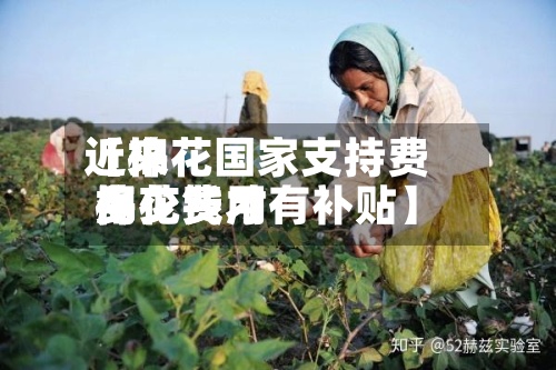 近来【棉花国家支持费用棉花费用多少钱才有补贴】-第2张图片