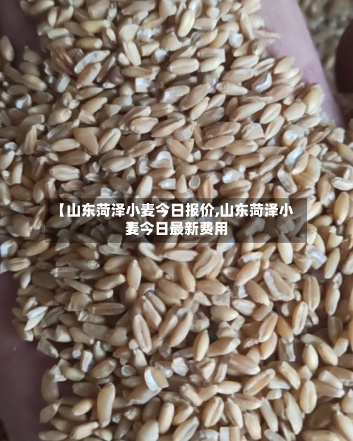 【山东菏泽小麦今日报价,山东菏泽小麦今日最新费用】