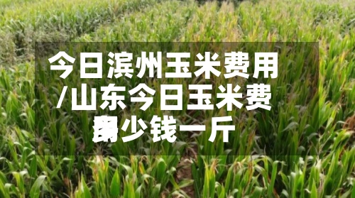 今日滨州玉米费用/山东今日玉米费用多少钱一斤-第2张图片
