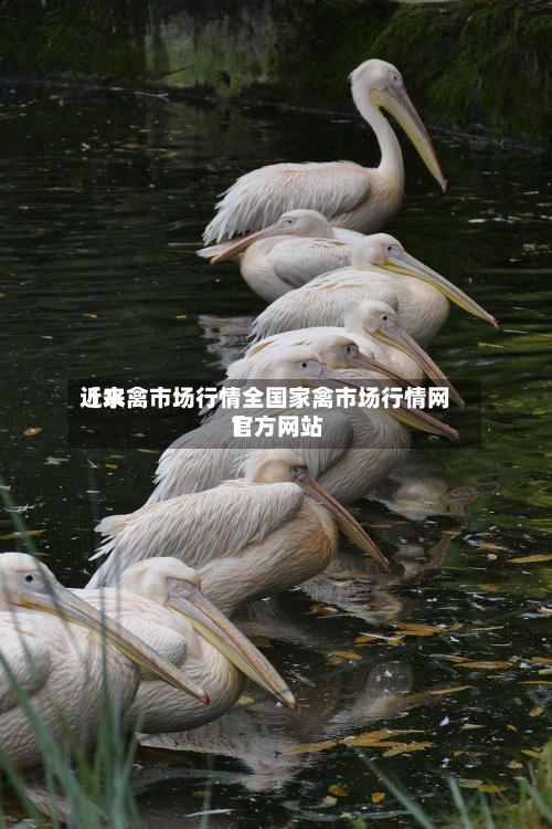 近来【水禽市场行情全国家禽市场行情网官方网站】-第2张图片