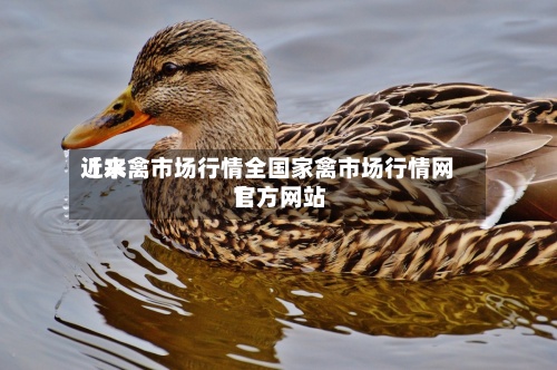 近来【水禽市场行情全国家禽市场行情网官方网站】-第3张图片