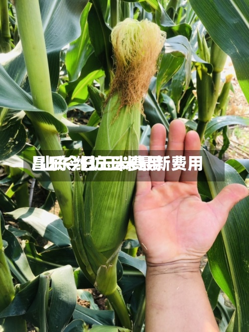 昌乐今日玉米费用/山东潍坊玉米最新费用-第2张图片