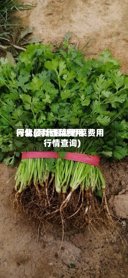 河北最新香菜费用行情(河北最新香菜费用行情查询)-第2张图片