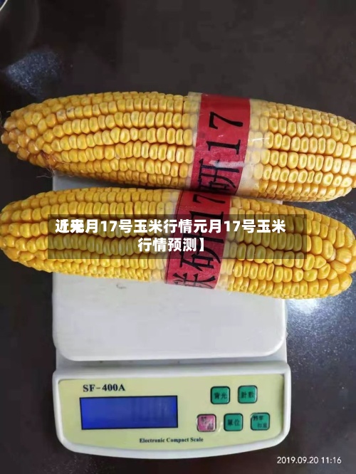 近来【元月17号玉米行情元月17号玉米行情预测】-第2张图片