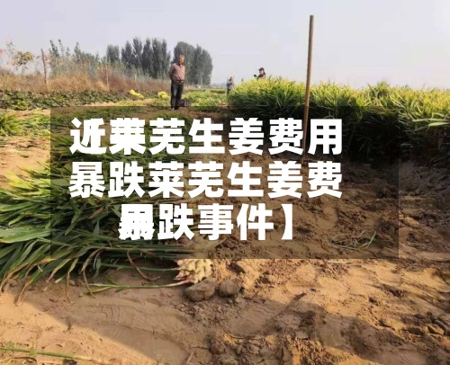 近来【莱芜生姜费用暴跌莱芜生姜费用暴跌事件】-第3张图片