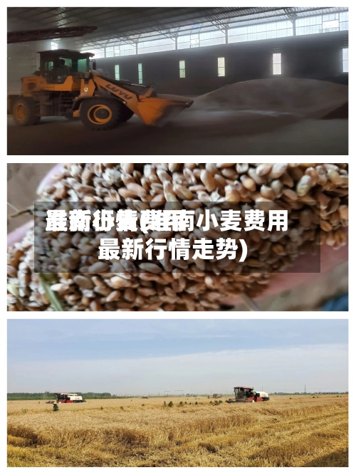 准南小麦费用最新行情(准南小麦费用最新行情走势)
