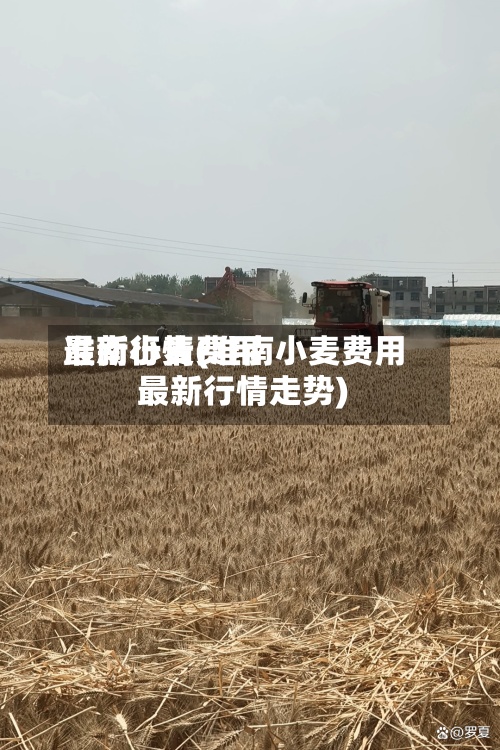 准南小麦费用最新行情(准南小麦费用最新行情走势)-第2张图片