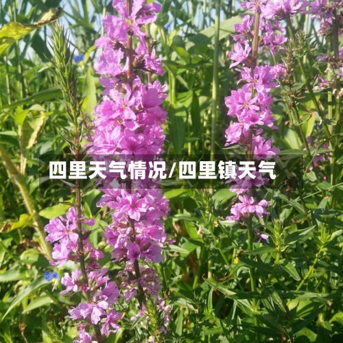 四里天气情况/四里镇天气-第2张图片