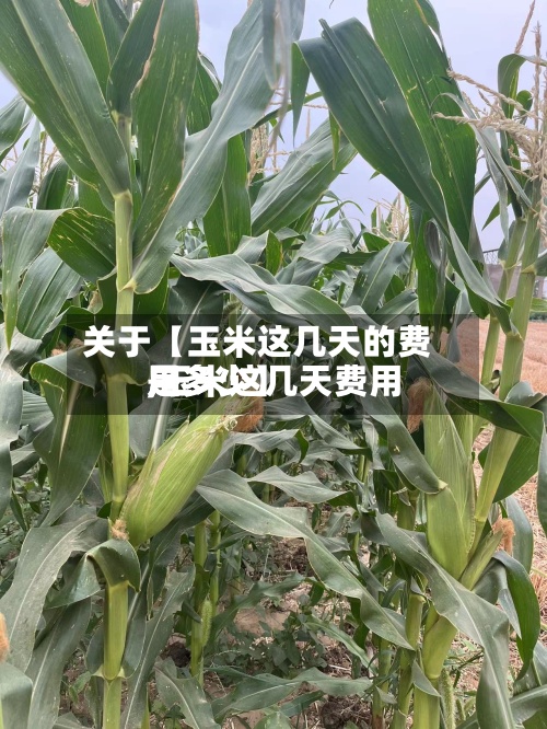 关于【玉米这几天的费用,玉米这几天费用是多少】-第2张图片