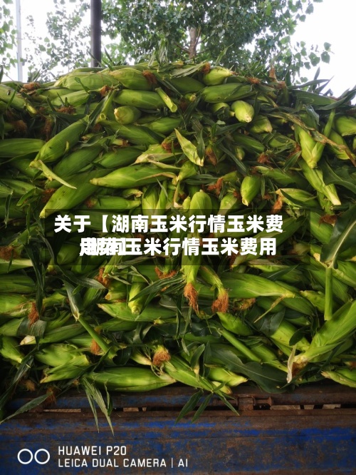 关于【湖南玉米行情玉米费用,湖南玉米行情玉米费用走势】