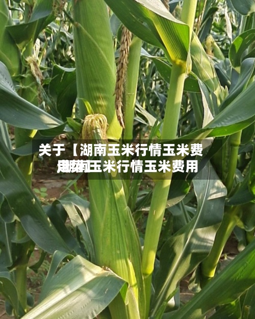 关于【湖南玉米行情玉米费用,湖南玉米行情玉米费用走势】-第2张图片