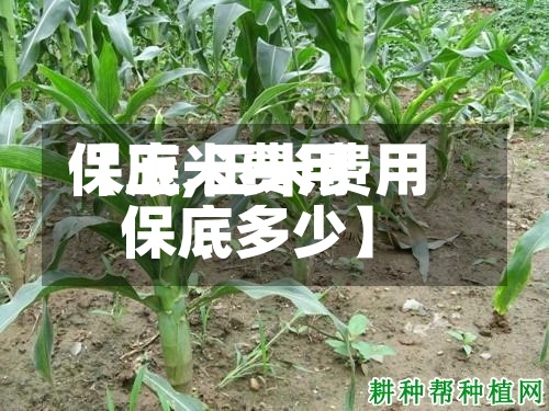 【玉米费用保底,玉米费用保底多少】