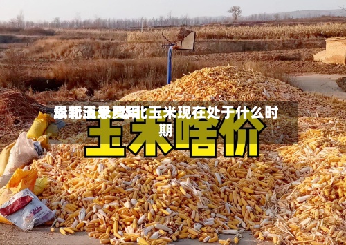 华北玉米费用最新消息/华北玉米现在处于什么时期