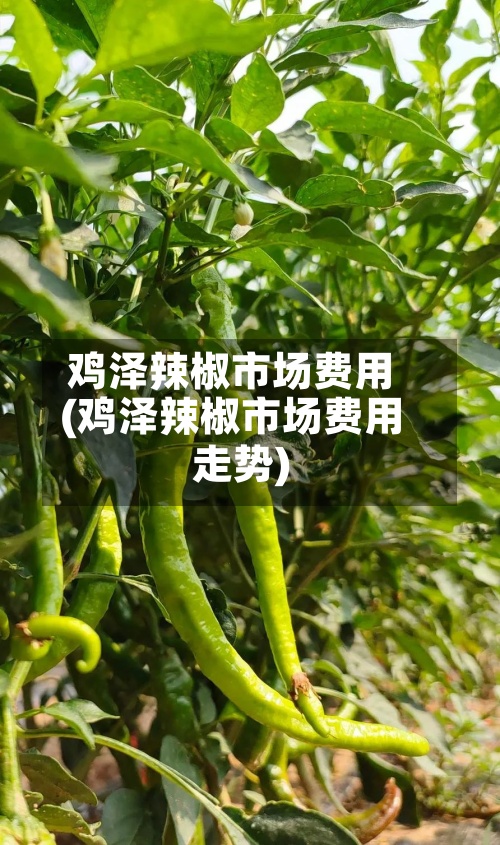 鸡泽辣椒市场费用(鸡泽辣椒市场费用走势)-第3张图片