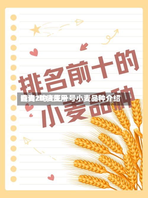 吨麦2013费用查询/吨麦王一号小麦品种介绍