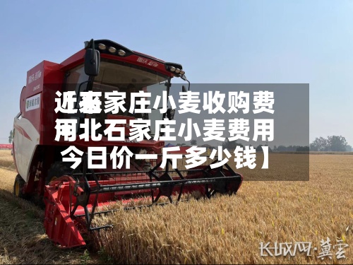 近来【石家庄小麦收购费用河北石家庄小麦费用今日价一斤多少钱】