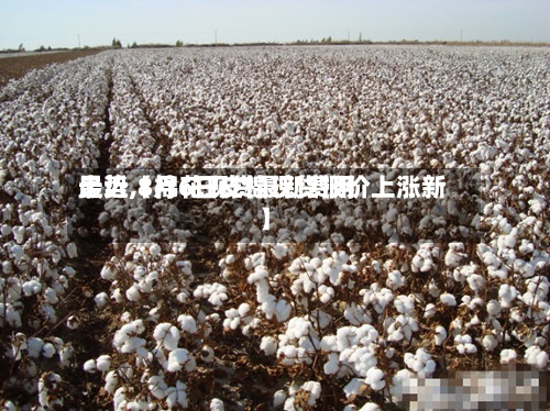最近【棉花现货最新费用走势,8月6日皮棉现货报价上涨新】-第2张图片