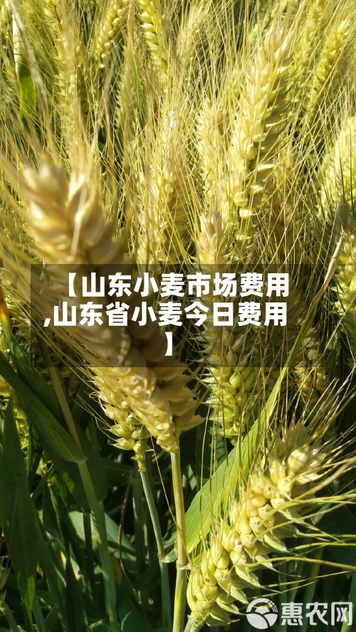 【山东小麦市场费用,山东省小麦今日费用】