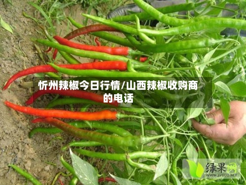 忻州辣椒今日行情/山西辣椒收购商的电话
