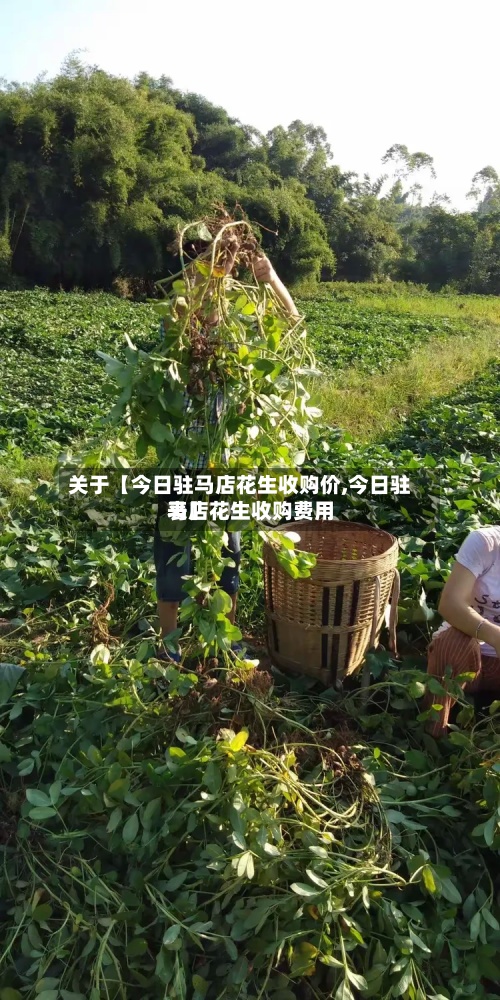 关于【今日驻马店花生收购价,今日驻马店花生收购费用表】-第2张图片