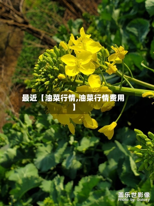 最近【油菜行情,油菜行情费用】