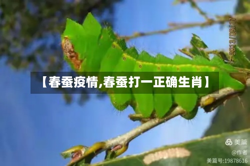 【春蚕疫情,春蚕打一正确生肖】