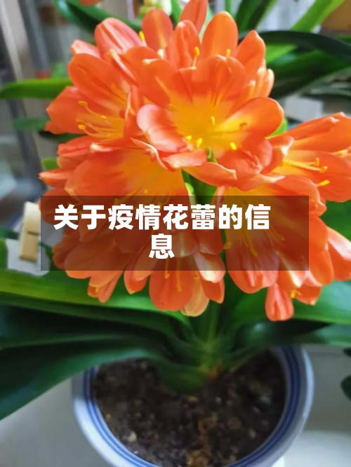关于疫情花蕾的信息-第3张图片