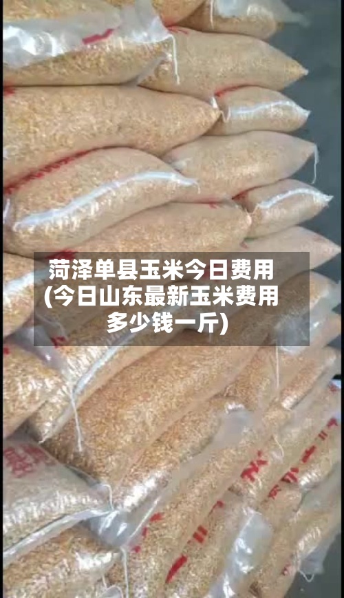 菏泽单县玉米今日费用(今日山东最新玉米费用多少钱一斤)-第2张图片