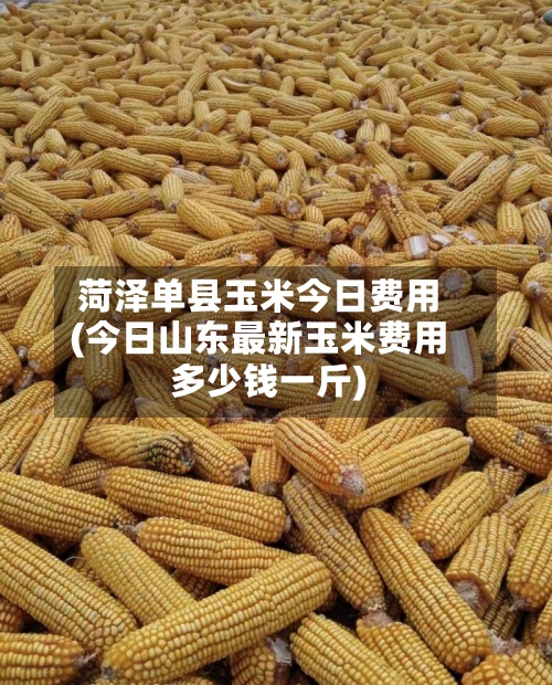 菏泽单县玉米今日费用(今日山东最新玉米费用多少钱一斤)