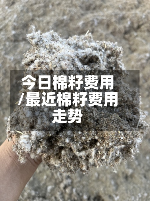 今日棉籽费用/最近棉籽费用走势