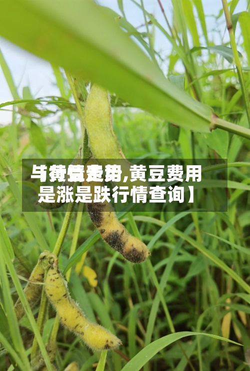 【黄豆费用与行情走势,黄豆费用是涨是跌行情查询】-第2张图片