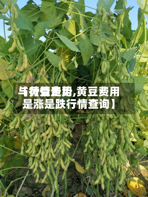 【黄豆费用与行情走势,黄豆费用是涨是跌行情查询】