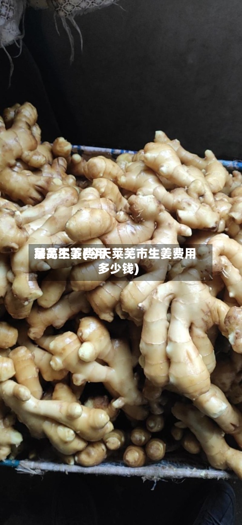 莱芜生姜费用居高不下(今天莱芜市生姜费用多少钱)-第2张图片