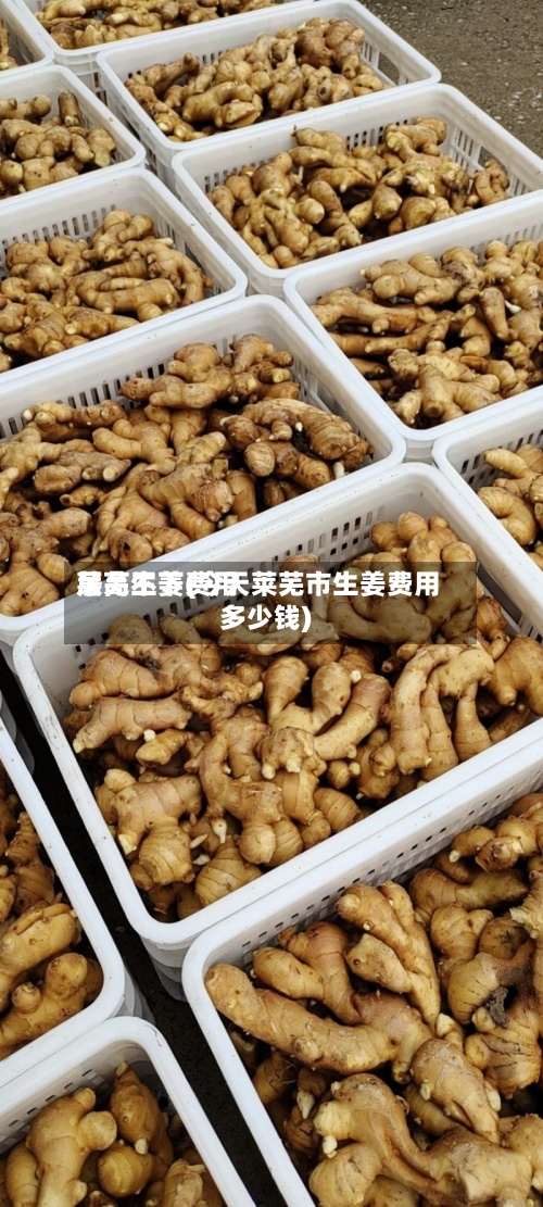 莱芜生姜费用居高不下(今天莱芜市生姜费用多少钱)