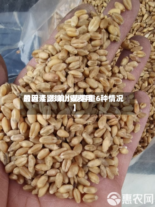 最近【影响小麦费用的因素,影响小麦容重6种情况】-第2张图片