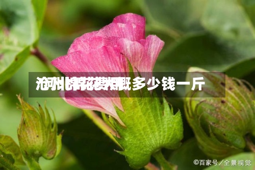 沧州棉花费用/河北棉花大概多少钱一斤-第3张图片