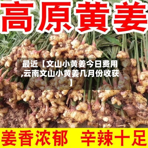 最近【文山小黄姜今日费用,云南文山小黄姜几月份收获】-第2张图片