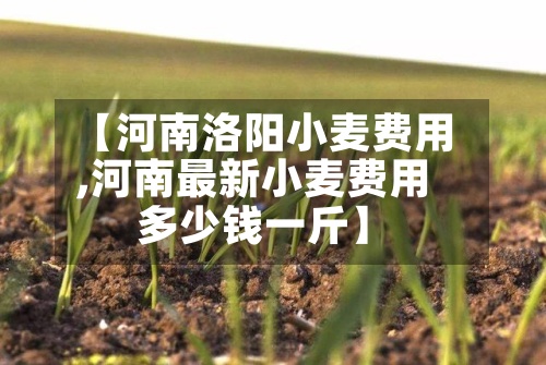 【河南洛阳小麦费用,河南最新小麦费用多少钱一斤】