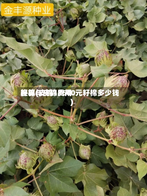 籽棉与皮棉费用换算(皮棉18600元籽棉多少钱)-第2张图片