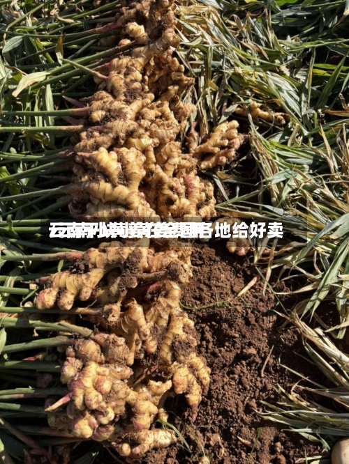 云南干块小黄姜费用/云南小黄姜在全国各地给好卖-第2张图片
