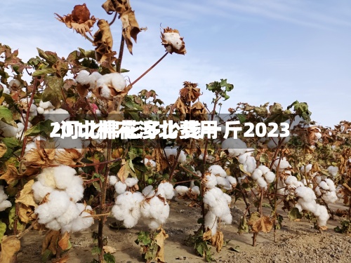 2017棉花河北费用/河北棉花多少钱一斤2023