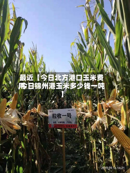 最近【今日北方港口玉米费用,今日锦州港玉米多少钱一吨】-第2张图片